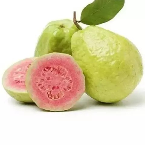 MUDA DE GOIABA TAILANDESA DE CLONE (produz rápido)