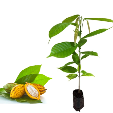 MUDA DE CACAU DO PERU