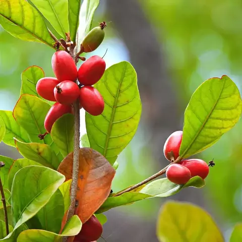 MUDA DE FRUTA DO MILAGRE PRODUZINDO