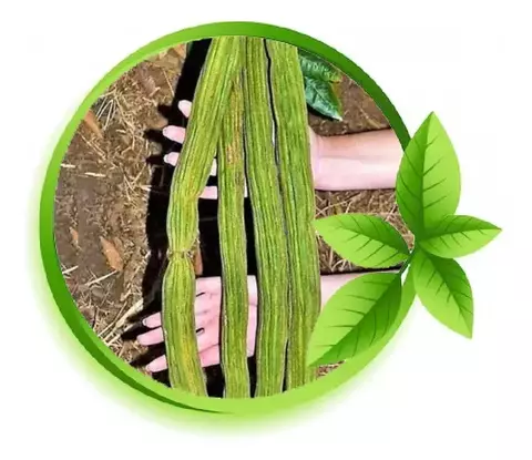 MUDA DE INGÁ DE METRO