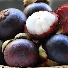 MUDA DE MANGOSTIM ROXO (VERDADEIRO)