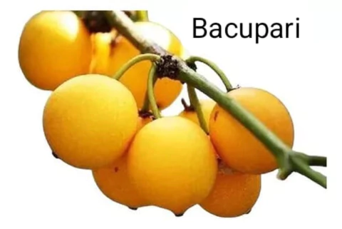 MUDA DE BACUPARI