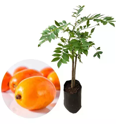 MUDA DE SERIGUELA / CIRIGUELA (staca ) (JA PRODUZIU)