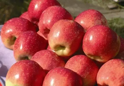 MAÇÃ JULIETA (ENXERTO)