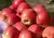 Muda de Maçã Julieta Enxertada (Malus x domestica)