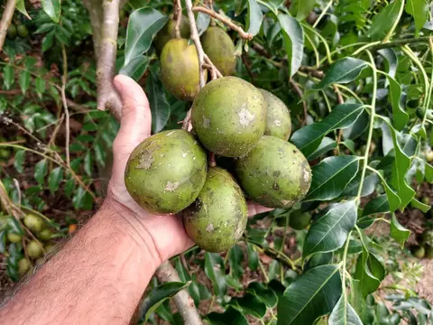 MUDA DE CAJA MANGA / CAJARANA (FRUTA GRANDE)