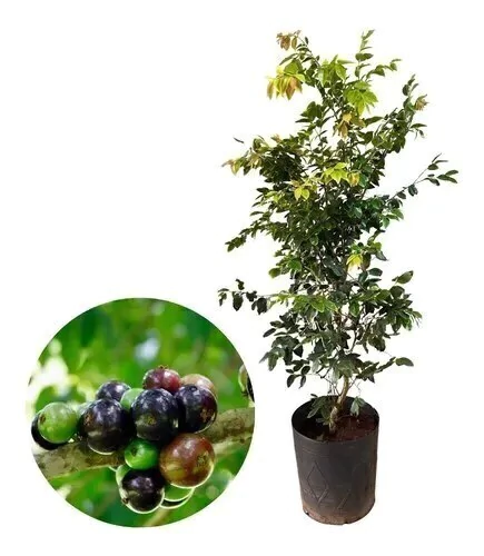 MUDA DE JABUTICABA HIBRIDA