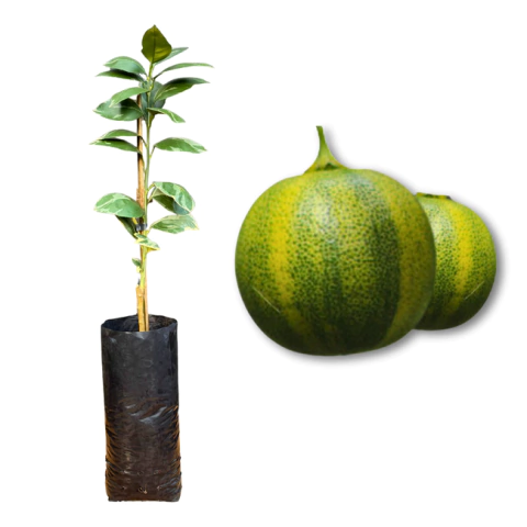 MUDA DE LARANJA MELANCIA (ENXERTO)