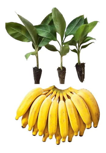 MUDA DE BANANA PRATA