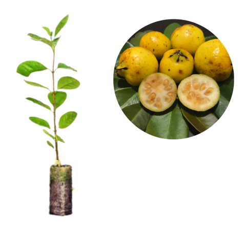 MUDA DE ARAÇA AMARELO JÁ PRODUZIU