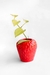 Frutilla Mediana en internet