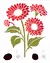 OPAST.3267 - FLOR GERBERA 20X25 - comprar online