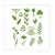 STD345A - FOLHAS SEMPRE VIVAS 1 30X30