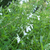 Salvia Argentina