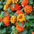Lantana Camara