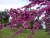 Árbol Judea - comprar online