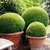 Boj Buxus Topiario en internet