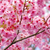 Cerezo Sakura Árbol de Flor