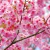 Cerezo Sakura Árbol de Flor