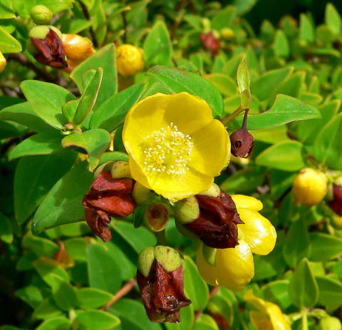 Hypericum en internet