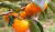 Kaki - Vivero Kirken - Vivero Productor