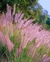 Muhlenbergia - comprar online