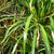Dracena - comprar online