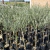 Olivo - Vivero Kirken - Vivero Productor