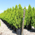 Thuja de Cerco - comprar online