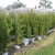 Thuja de Cerco en internet
