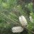Calistemo Blanco (Melaleuca) - comprar online