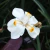 Dietes