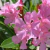 Laurel de Flor Compacto - comprar online