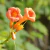 Bignonia Radicans - comprar online