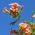 Bignonia Radicans en internet