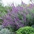 Salvia Leucantha en internet