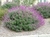 Salvia Leucantha - Vivero Kirken - Vivero Productor