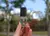 Innisfree Nail Top Coat 6ml (Finalizador de Esmaltação) - comprar online