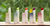 HANYUL Nature IN Life Lip Balm 4g (5 Colors) (Protetor Labial) - comprar online