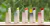 HANYUL Nature IN Life Lip Balm 4g (5 Colors) (Protetor Labial) - comprar online