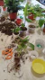 Taller Cuidados Básicos Plantas de Interior - Kasviplantas