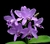 Cattleya Guariante Bowringiana Coerula - ADULTA