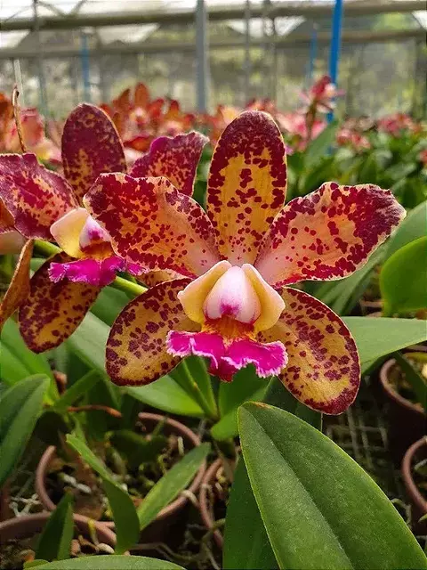 Cattleya Durigan - ADULTA