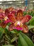 Cattleya Durigan - ADULTA