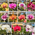 KIT COM 5 MUDAS DE ORQUÍDEA PHALAENOPSIS + PRESENTE - comprar online