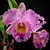 Cattleya Herons Room 'Grapeland' - Adulta