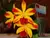 Cattleya Lc Tropical Trick - ADULTA