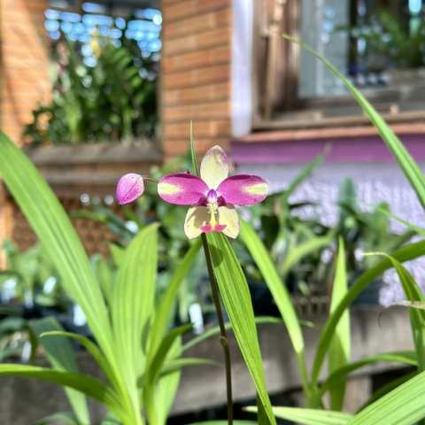 Spathoglottis - COM CHEIRINHO DE UVA - ADULTA!