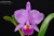 Cattleya Trianae Amesiana - ADULTA