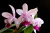 Cattleya Intermédia Orlata - ADULTAS SEM FLORES. - comprar online